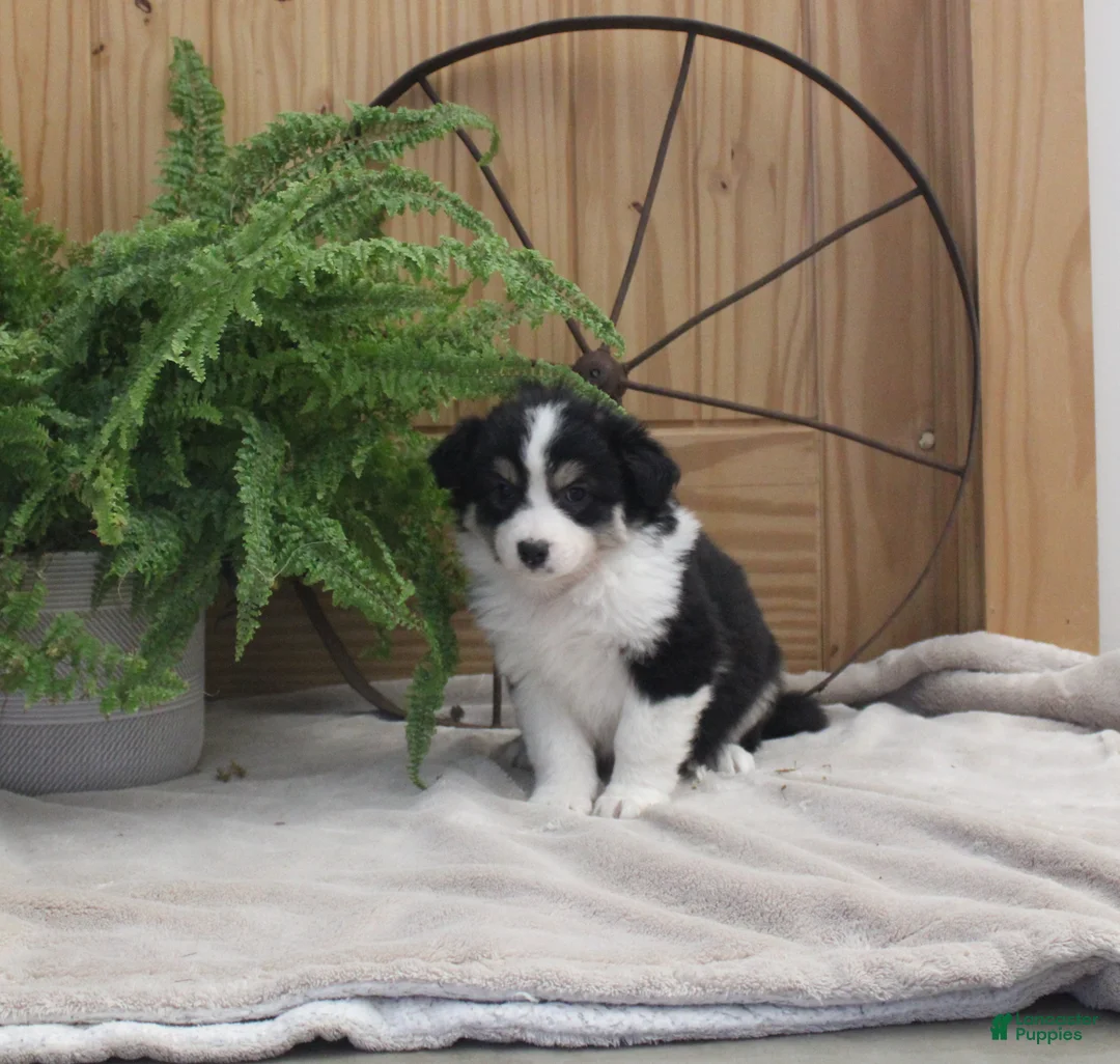 Australian Shepherd dogs for sale: Becka - Ad 1