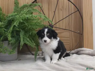 Australian Shepherd dogs Becka - Ad 26