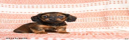 Miniature Dachshund dogs for sale: Kailey - Ad 1
