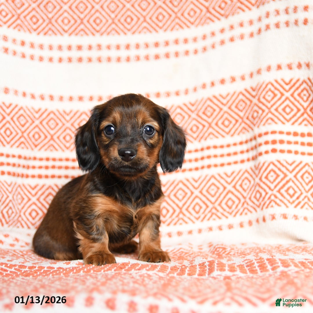 Miniature Dachshund dogs for sale: Kailey - Ad 1