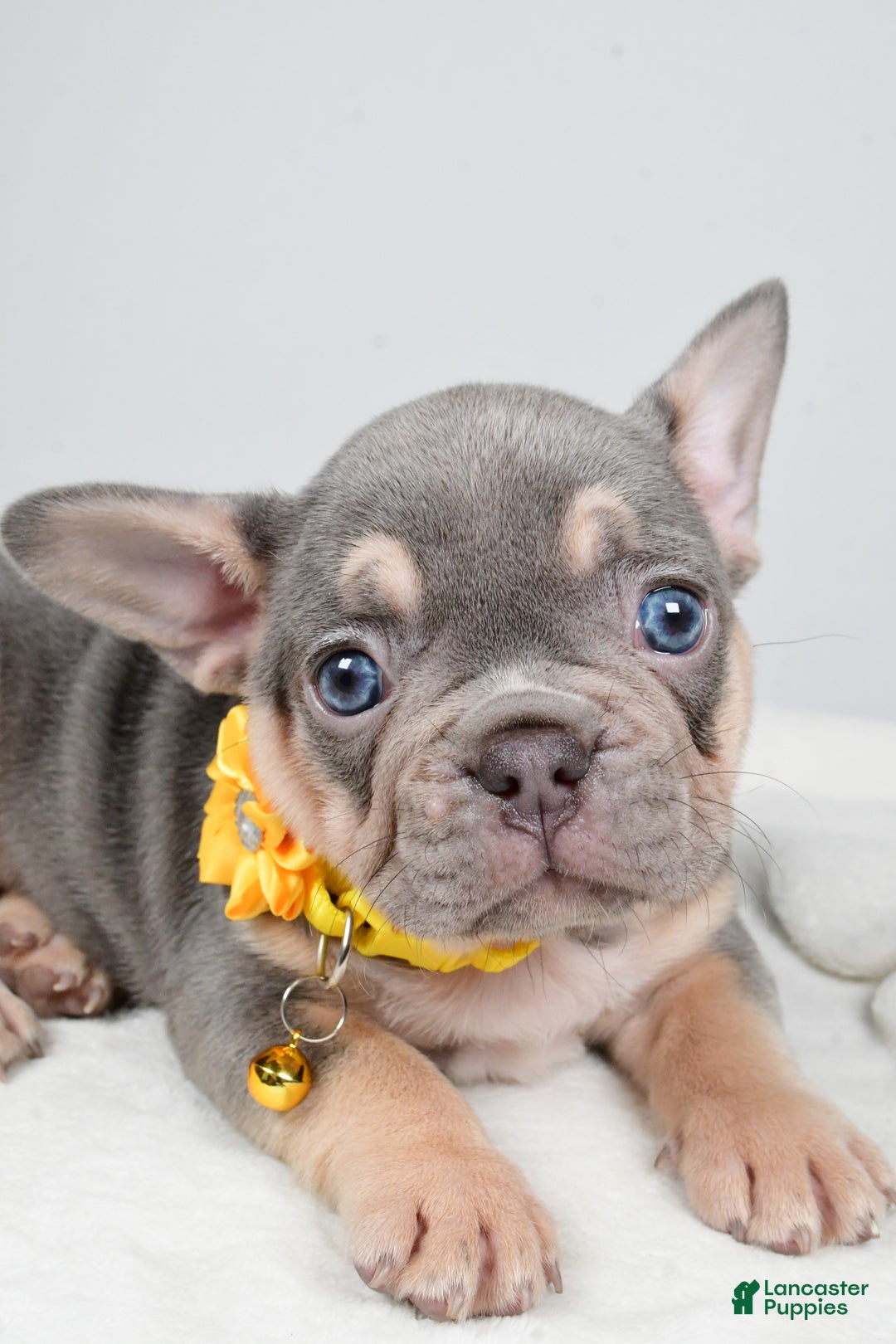 French Bulldog dogs for sale: Wendy - Ad 9