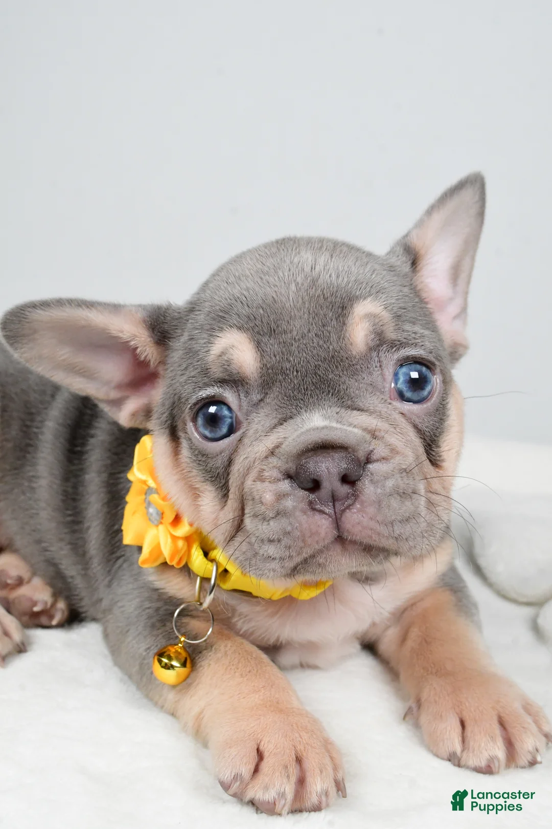 French Bulldog dogs for sale: Waylon - Ad 9