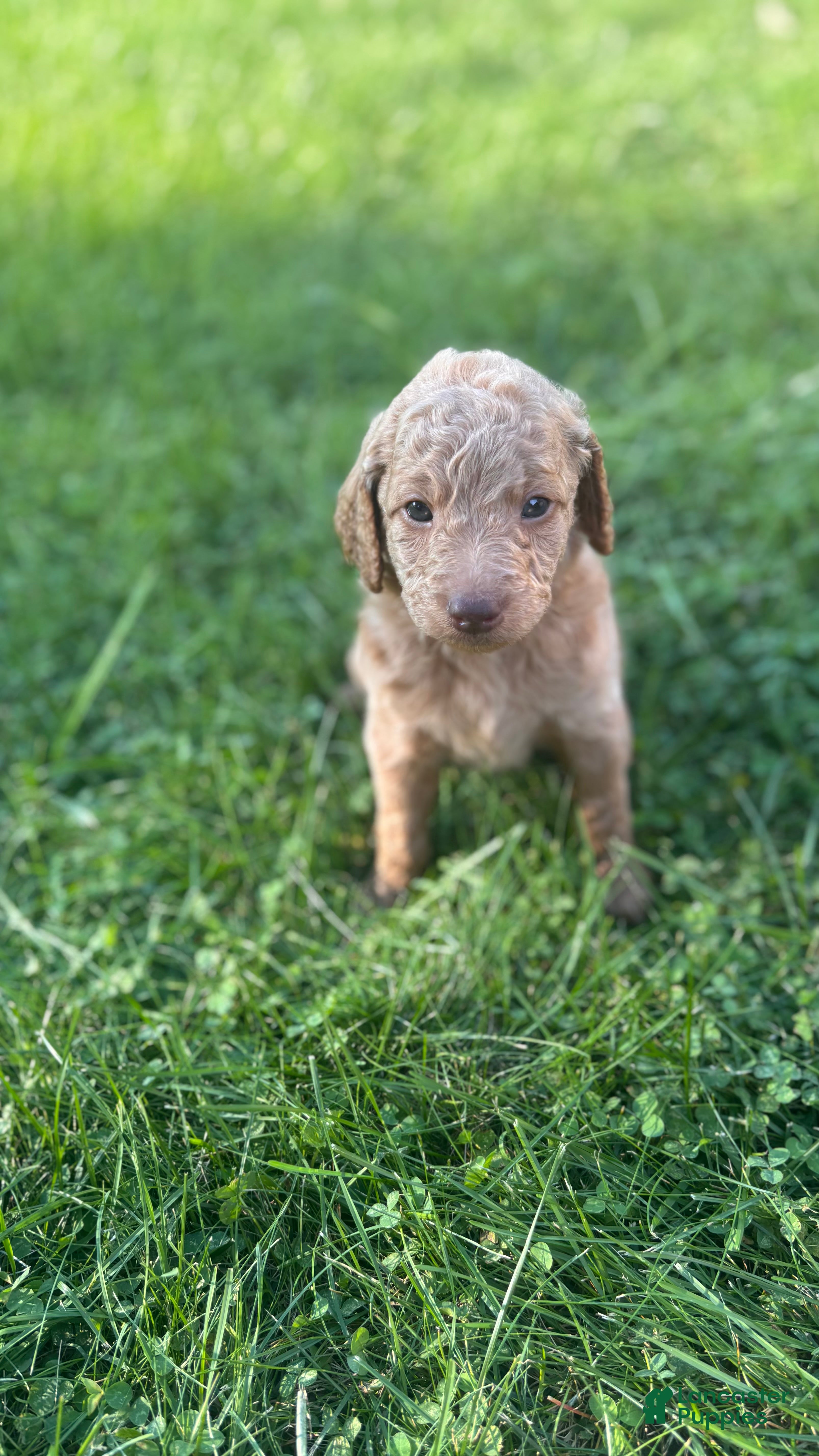 Mini Goldendoodle dogs Orange  - Ad 20