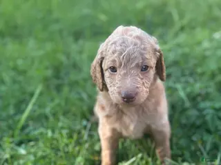 Mini Goldendoodle dogs Orange - Ad 20