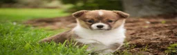 Welsh Corgi Pembroke dogs for sale: Jessie - Ad 9