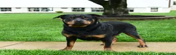 Rottweiler dogs for sale: Abby - Ad 6