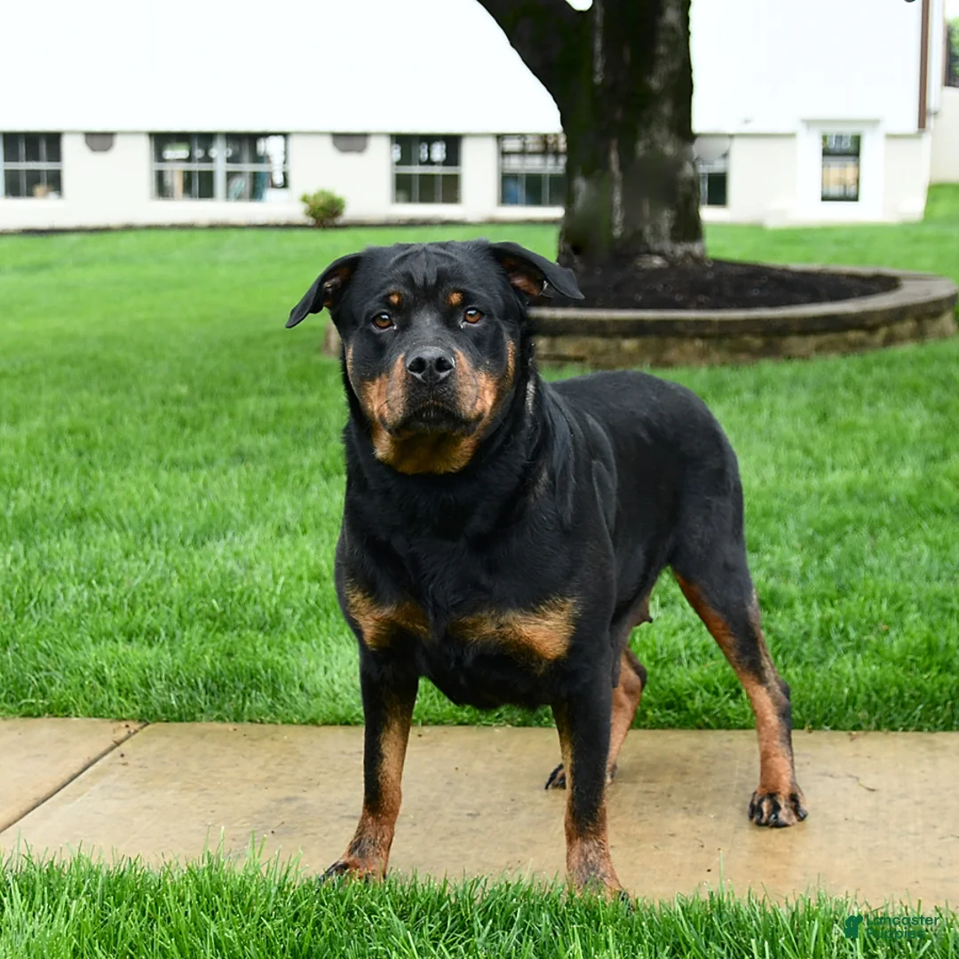Rottweiler dogs for sale: Abby - Ad 6