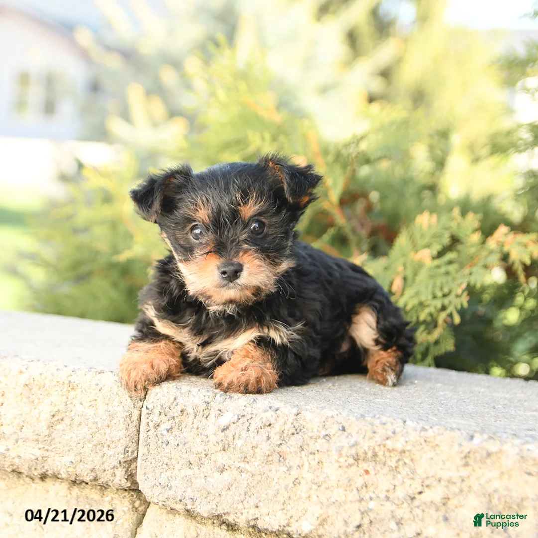 Yorkshire Terrier dogs for sale: Zinnia - Ad 3