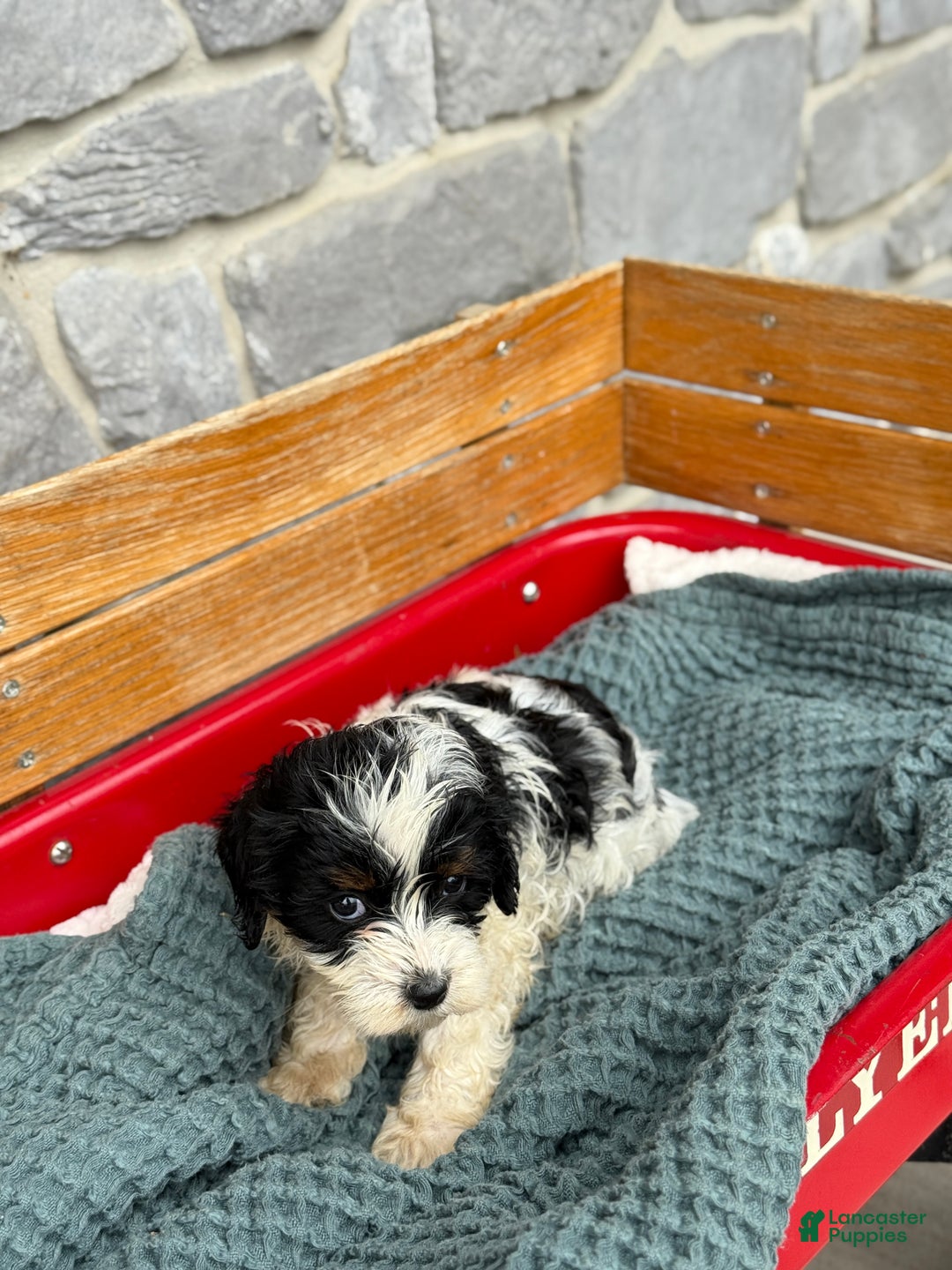 Cavapoo dogs for sale: Arlo - Ad 33