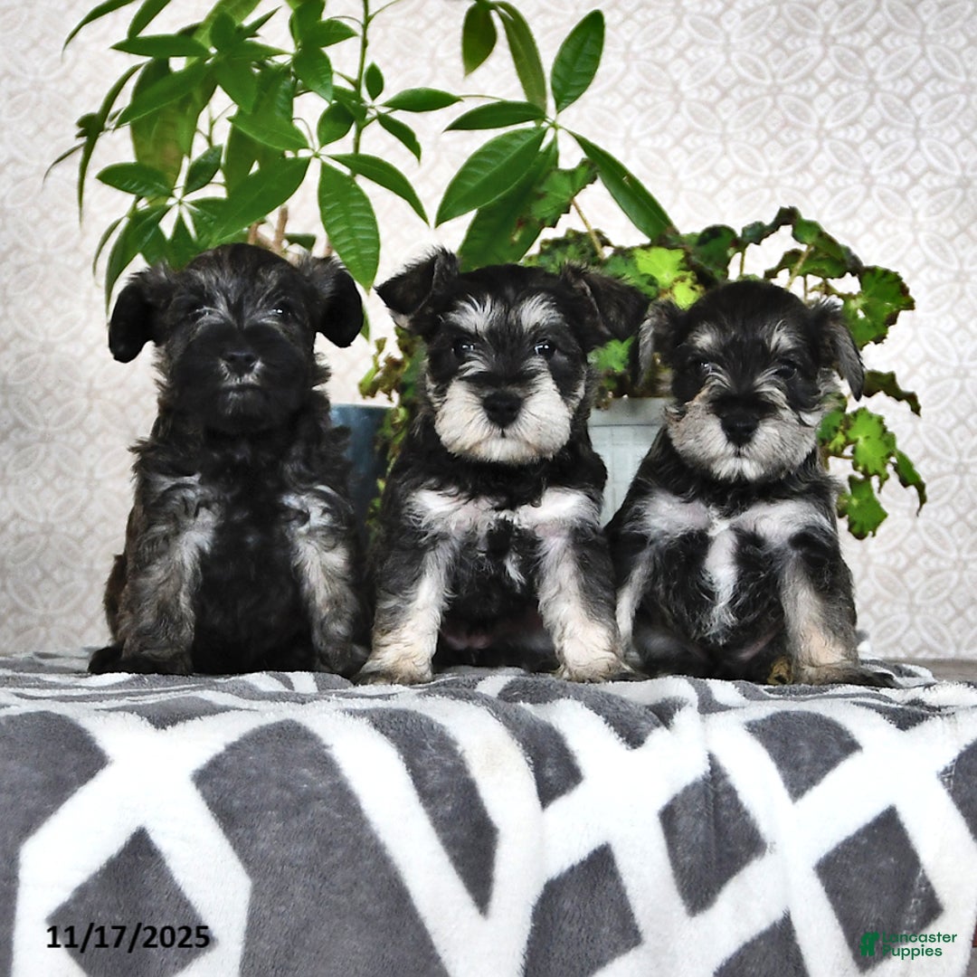 Miniature Schnauzer dogs for sale: Derek - Ad 5