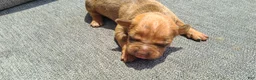 American Bully dogs for sale: Alice - Ad 3