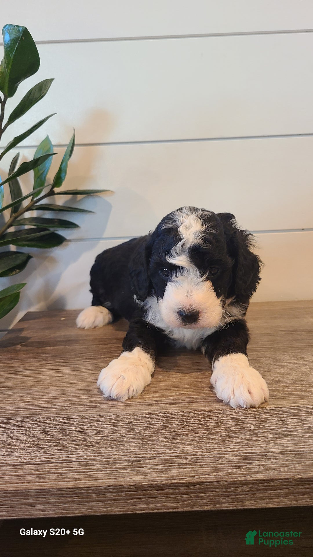 Mini Bernedoodle dogs for sale: Leo - Ad 5