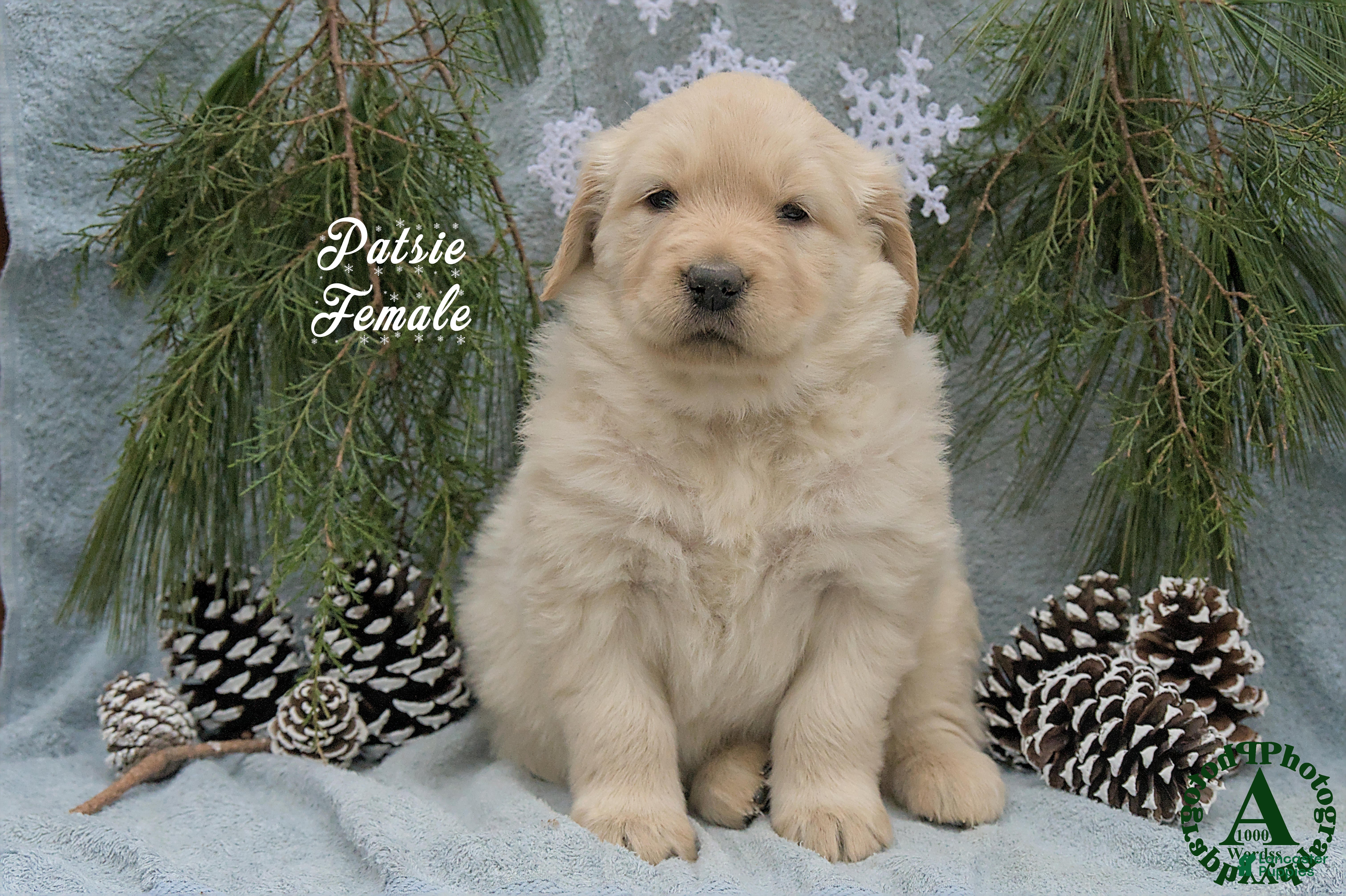 Golden Retriever dogs Patsie - Ad 4