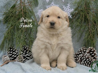 Golden Retriever dogs Patsie - Ad 4