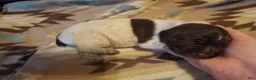 German Shorthaired Pointer dogs for sale: German Shorthaired Pointer Willow - Ad 18