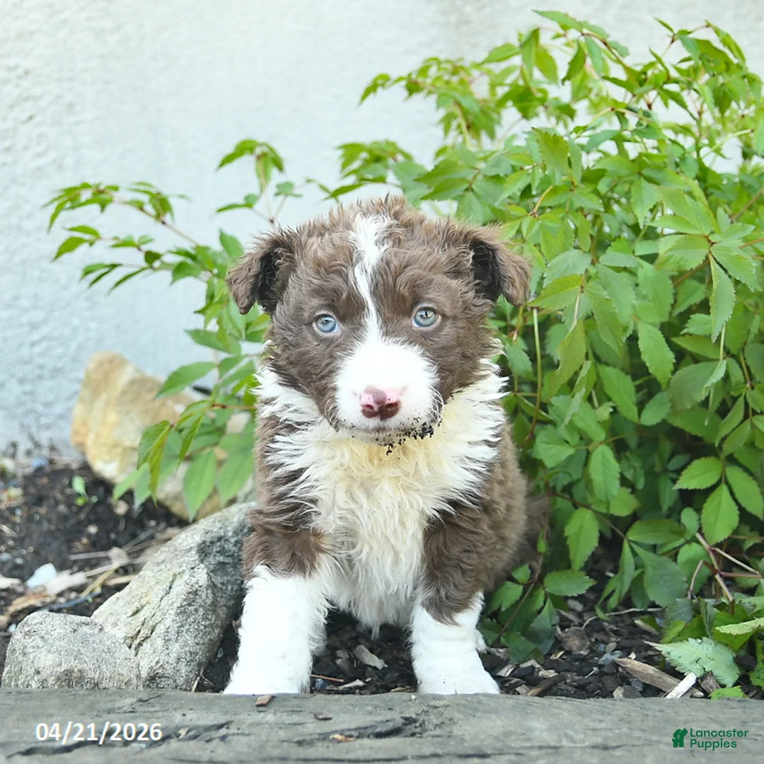 Border Collie dogs for sale: Casper  - Ad 3