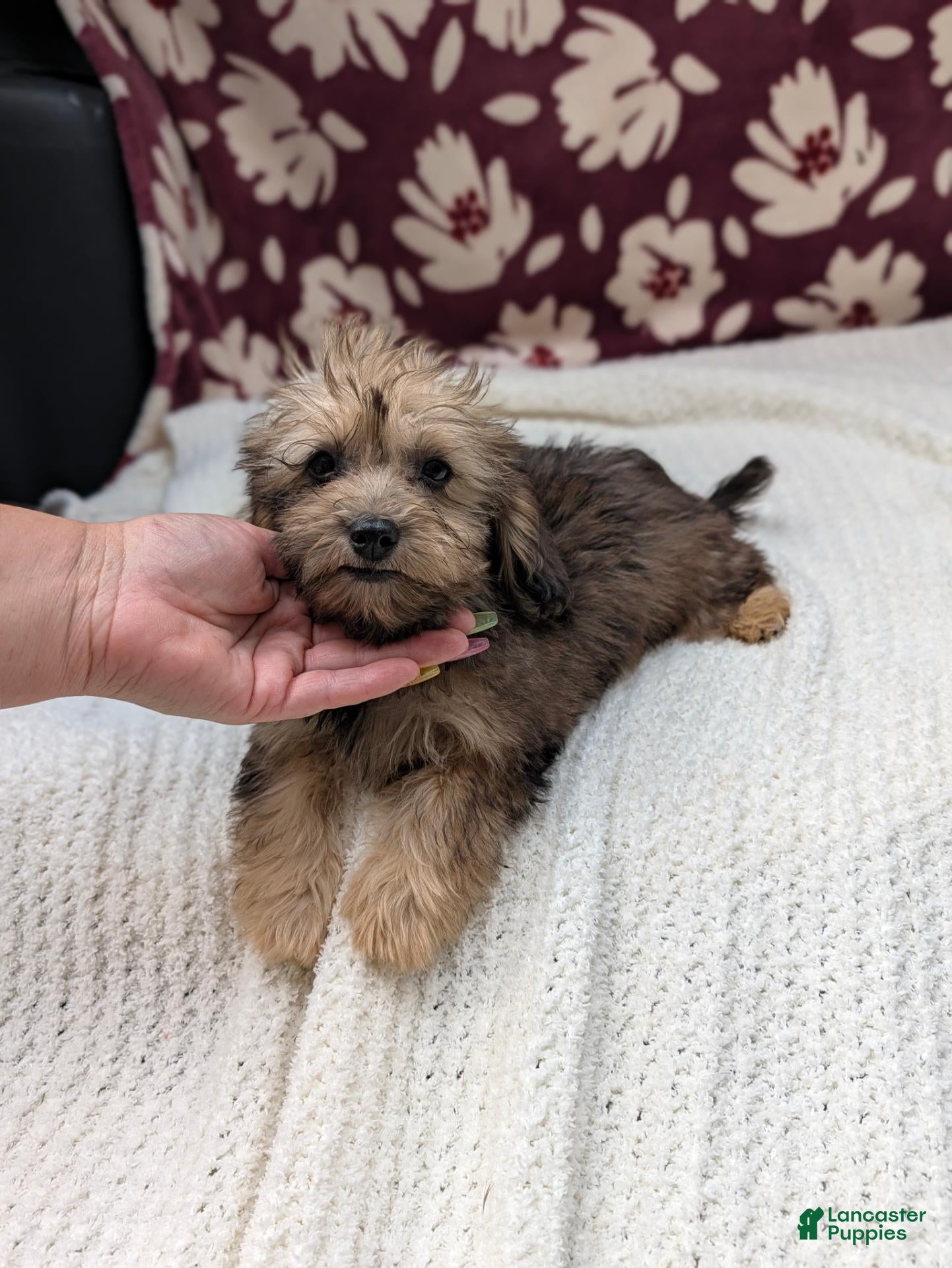 Havapoo dogs Francine - Ad 2