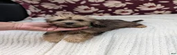 Havapoo dogs for sale: Francine - Ad 2