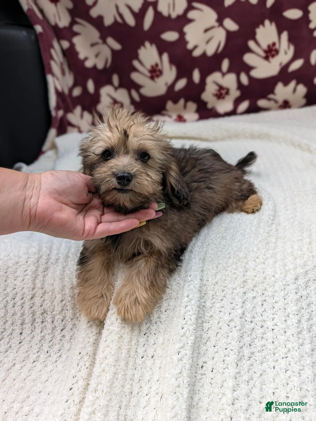 Havapoo dogs for sale: Francine - Ad 2
