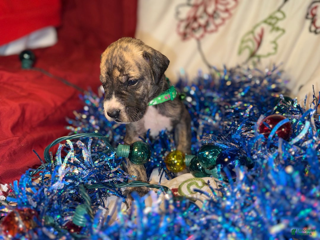 Great Dane dogs for sale: Max - Ad 5