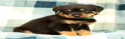 Rottweiler dogs for sale: Thor - Ad 4