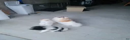 Pomeranian dogs for sale: Arcanine - Ad 4