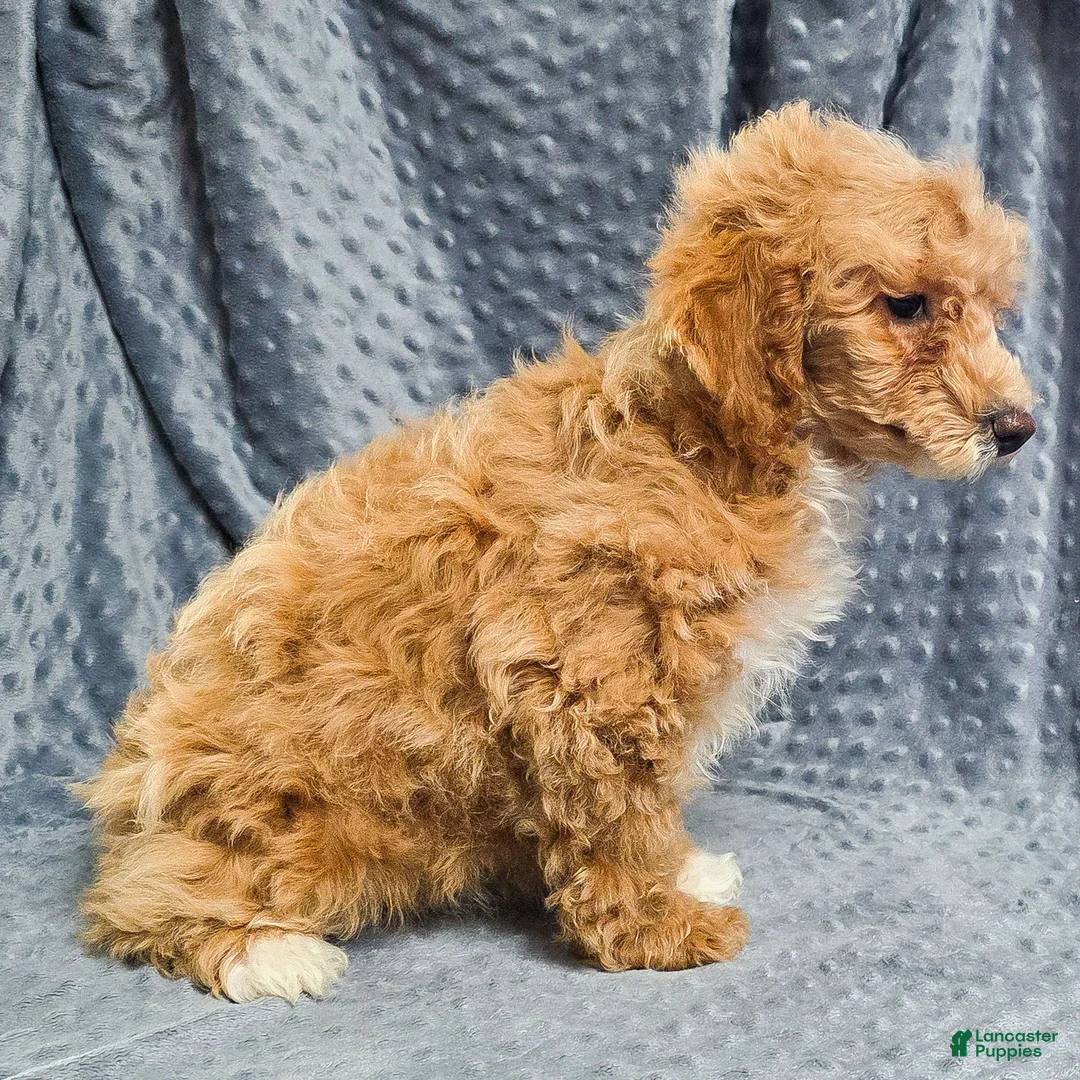 Standard Poodle dogs for sale: Cloud - Ad 2