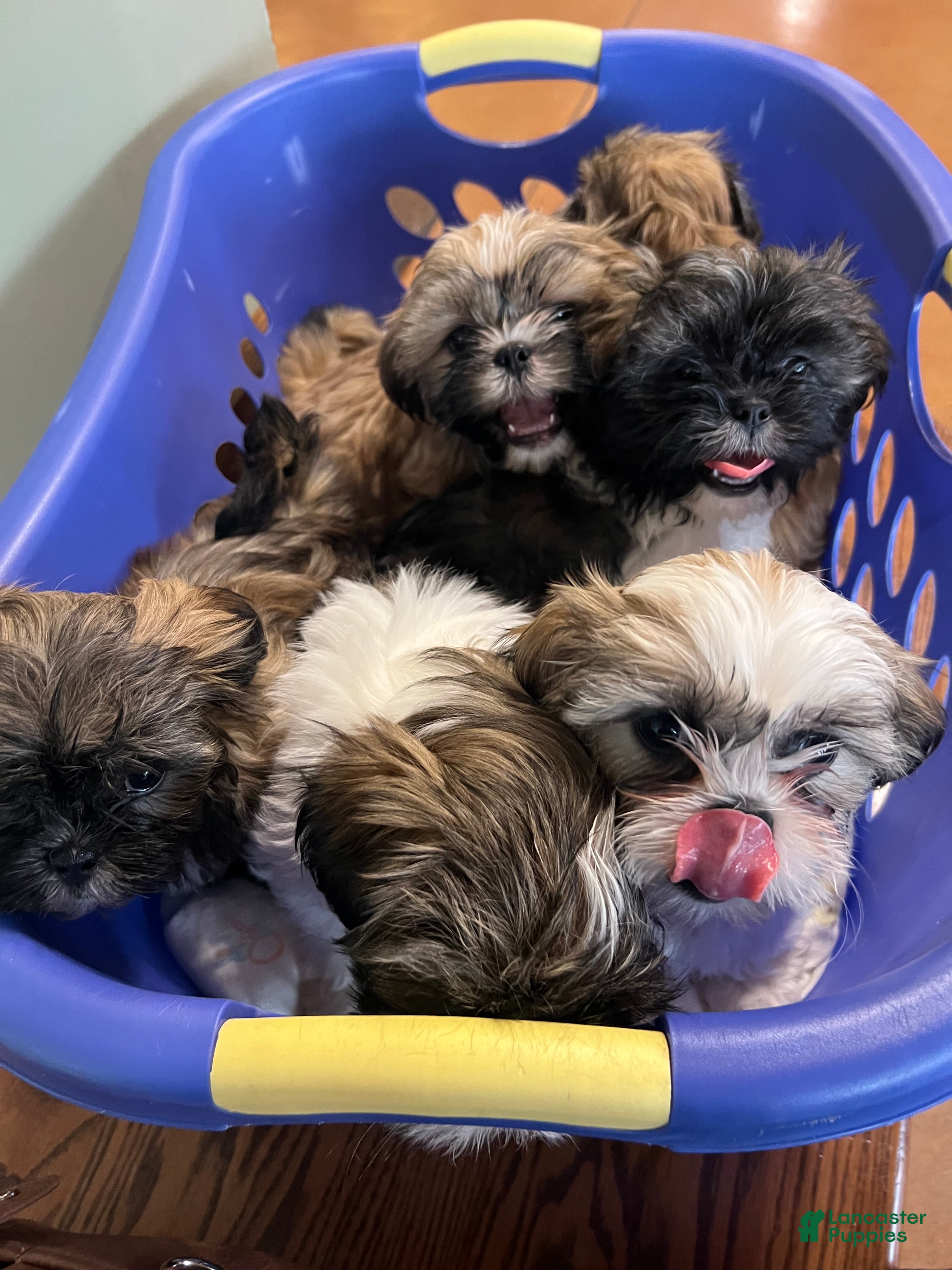 Shih Tzu dogs Shih Tzu Puppy 1 - Ad 9