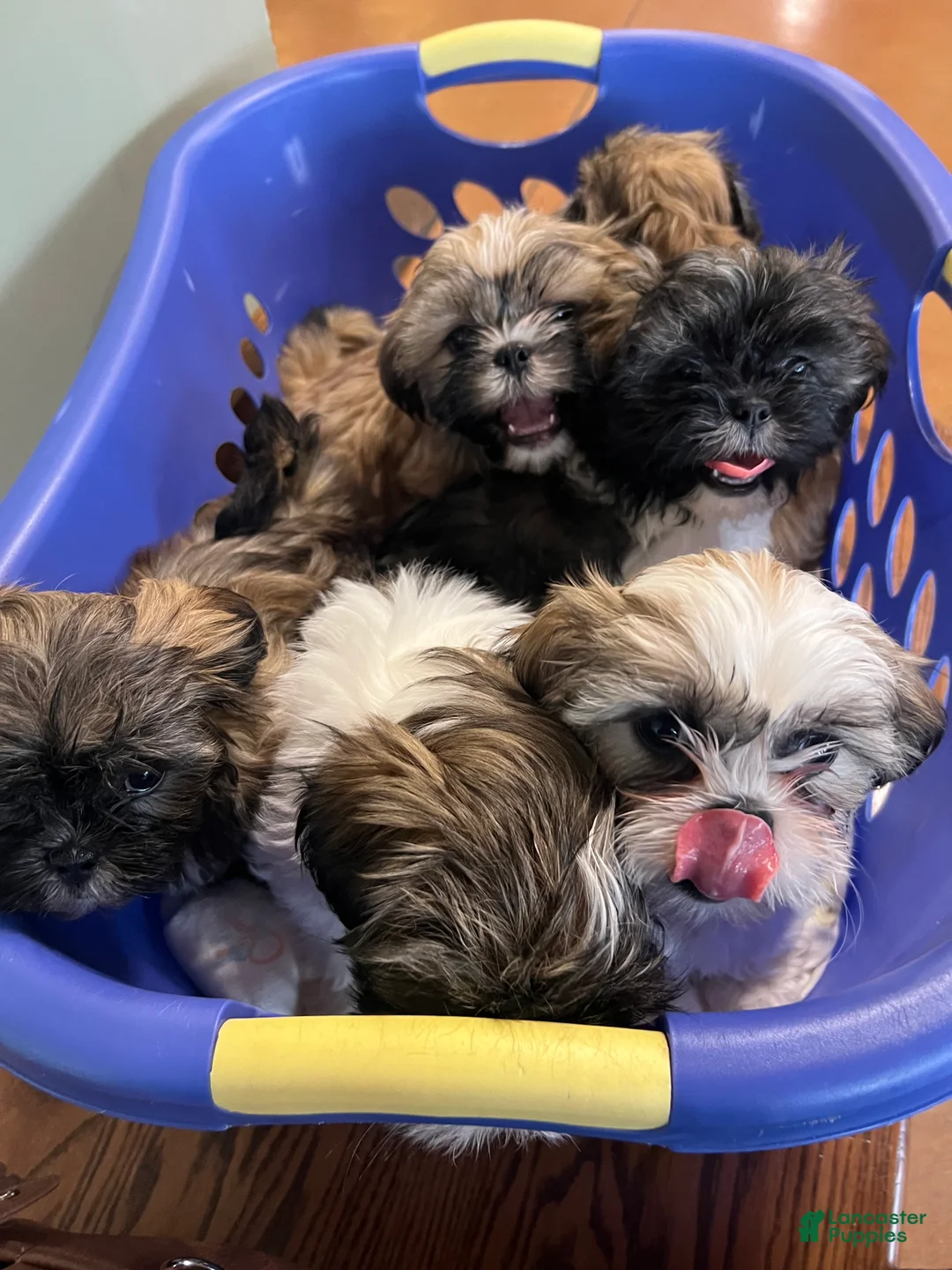 Shih Tzu dogs for sale: Shih Tzu Puppy 1 - Ad 1