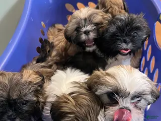 Shih Tzu dogs Shih Tzu Puppy 1 - Ad 9