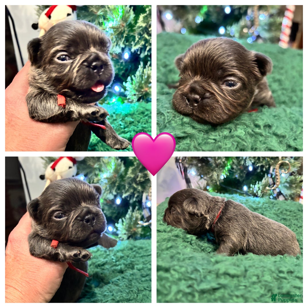 French Bulldog dogs for sale: French Bulldog Puppy 3 - Ad 1