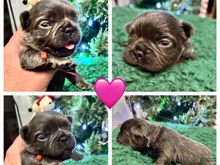 French Bulldog dogs French Bulldog Puppy 3 - Ad 7