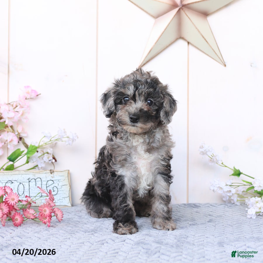 Miniature Poodle dogs Dixie - Ad 1