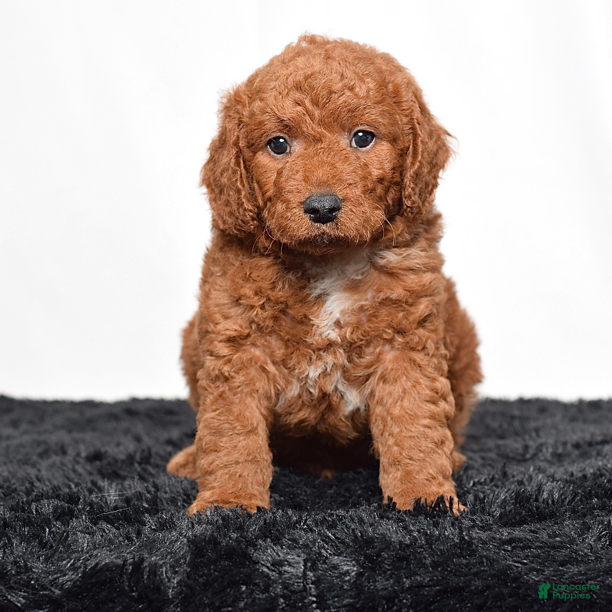 Mini Goldendoodle dogs for sale:  Malcolm - Ad 1