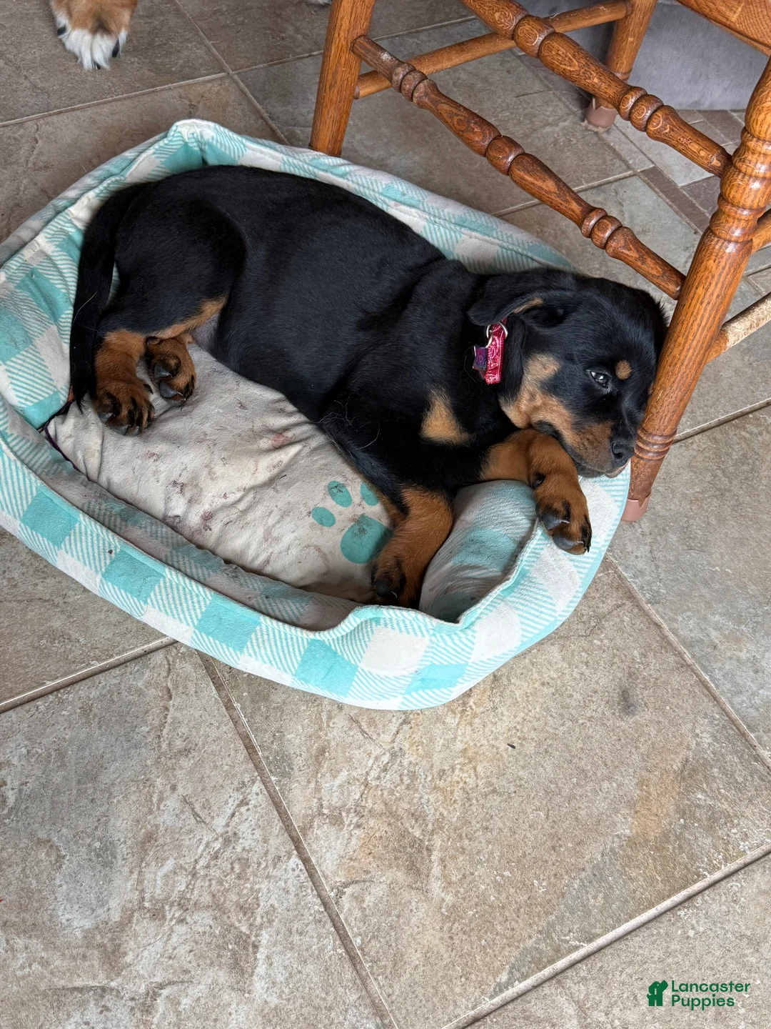Rottweiler dogs for sale: Rottweiler Puppy 1 - Ad 4