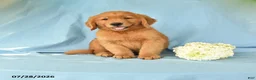 Golden Retriever dogs for sale: Melvin - Ad 1