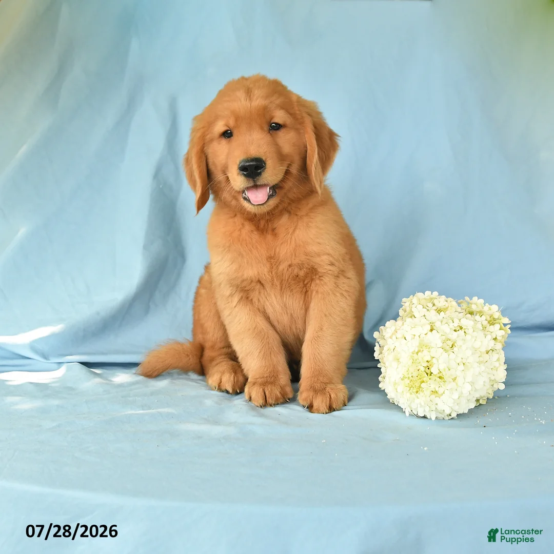 Golden Retriever dogs for sale: Melvin - Ad 1