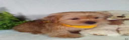 Shorkie dogs for sale: Paws - Ad 3