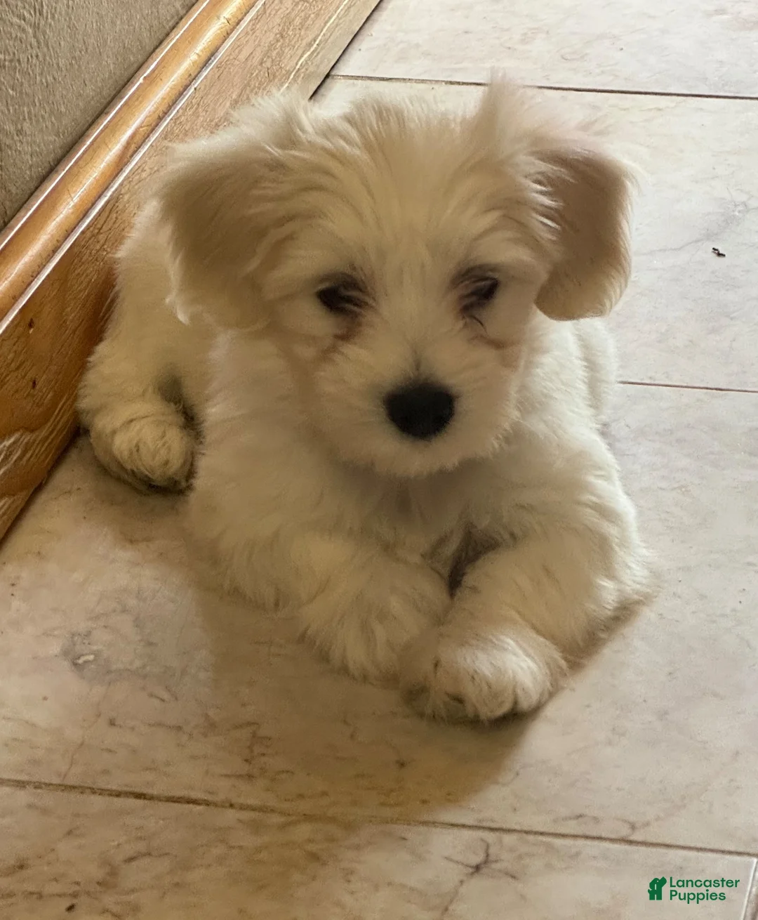 Coton De Tulear dogs for sale: Coton De Tulear 4 - Ad 4