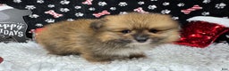 Pomeranian dogs for sale: Pomeranian Puppy 1 - Ad 3