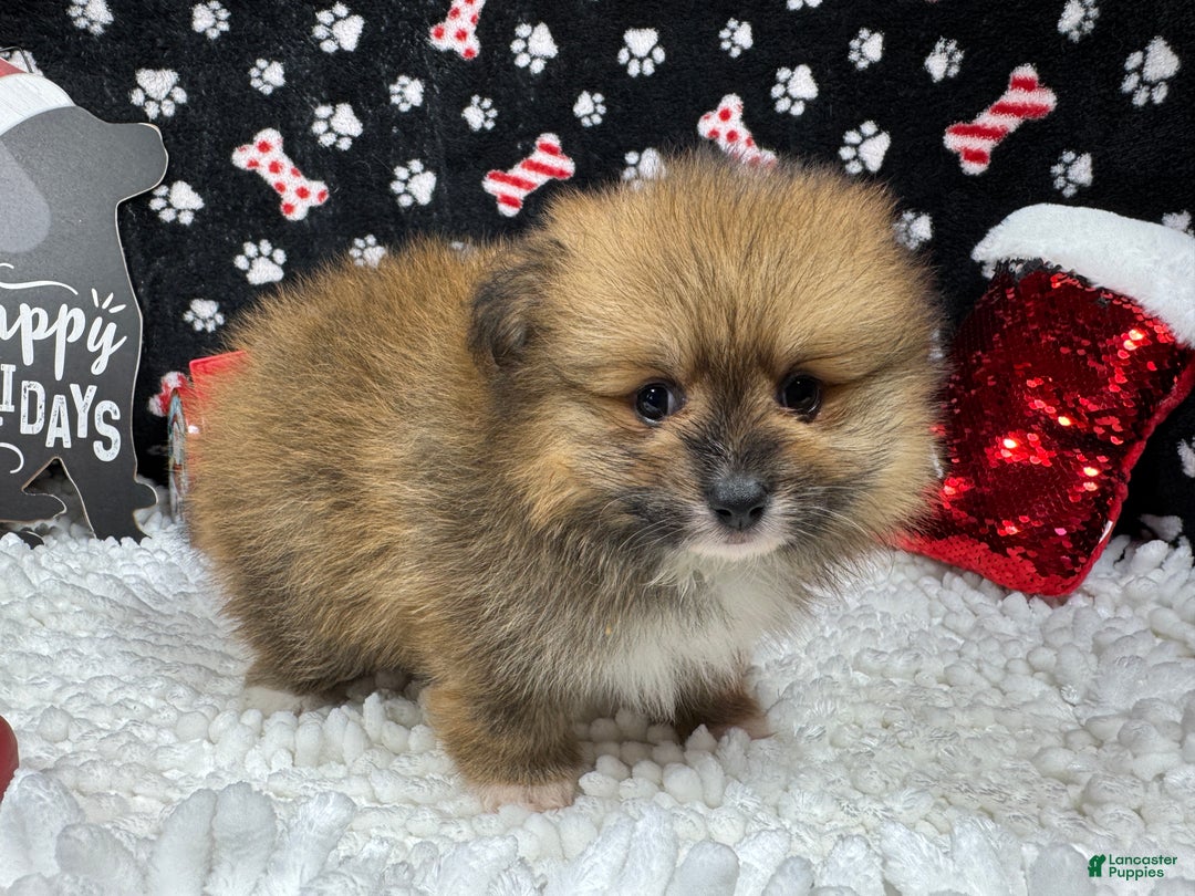 Pomeranian dogs for sale: Pomeranian Puppy 1 - Ad 3