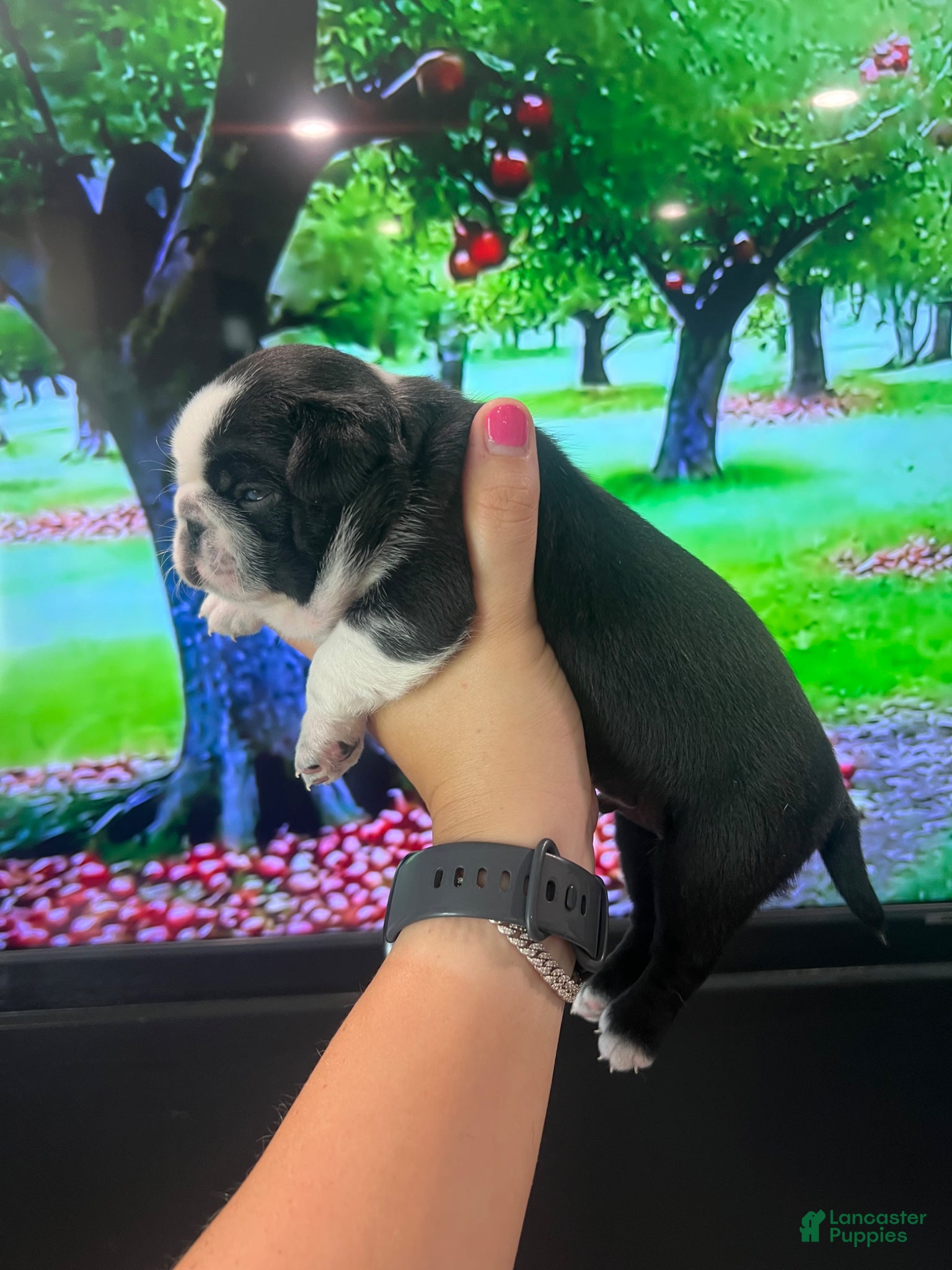 Pug dogs Ty - Ad 2
