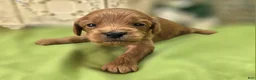 Cavapoo dogs for sale: Grub - Ad 31