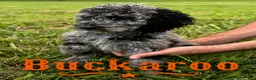 Standard Poodle dogs for sale: Buckaroo - Ad 5