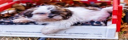 Shih Tzu dogs for sale: Lanelle - Ad 3