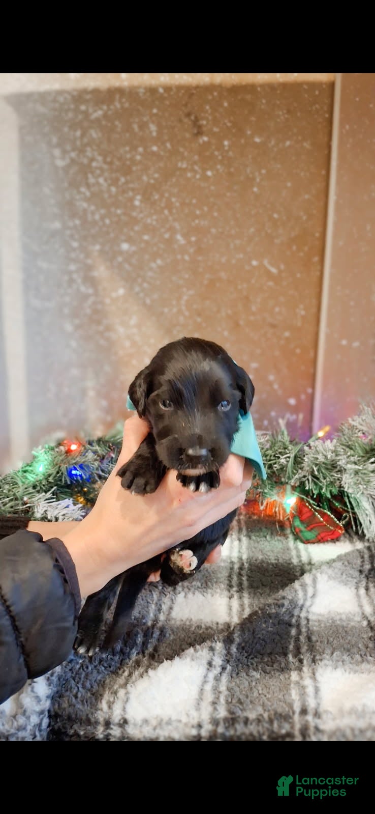 Mixed Breed dogs Aspen - Ad 8