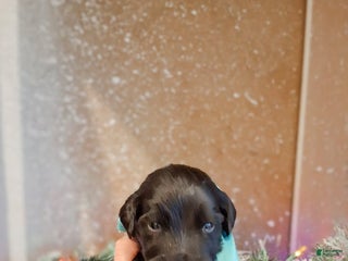 Mixed Breed dogs Aspen - Ad 21