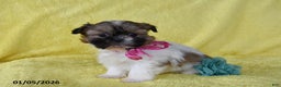 Shih Tzu dogs for sale: Sapphire - Ad 3