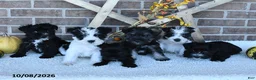 Miniature Schnauzer dogs for sale: Angela - Ad 3