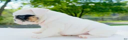 English Bulldog dogs for sale: Mia - Ad 3